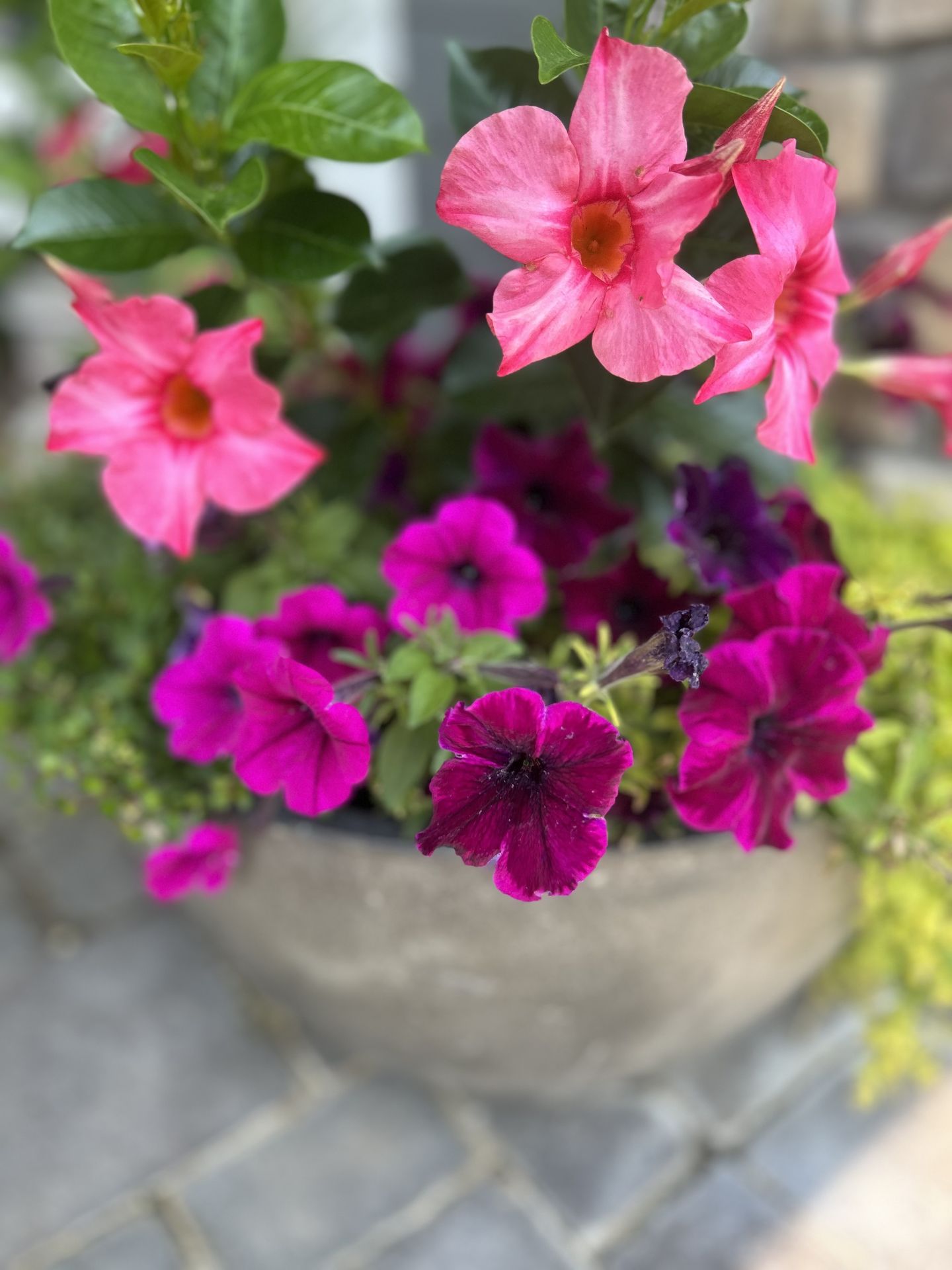 pink and purple flowers in pot