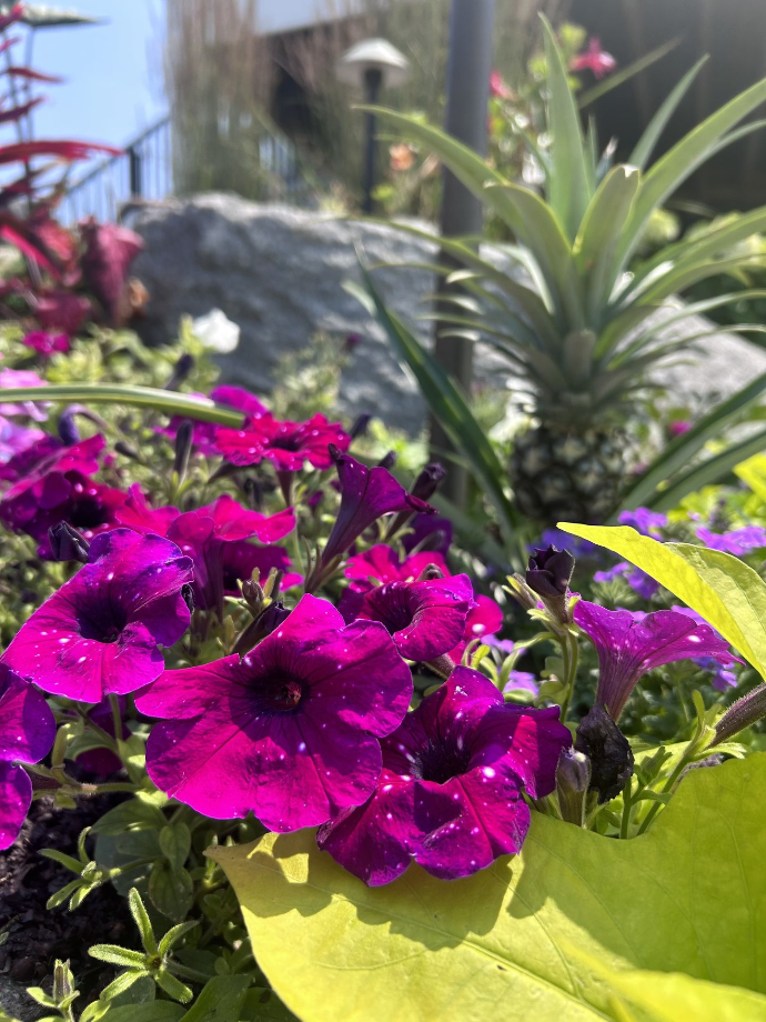 purple annuals